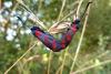 Zygaena filipendulae